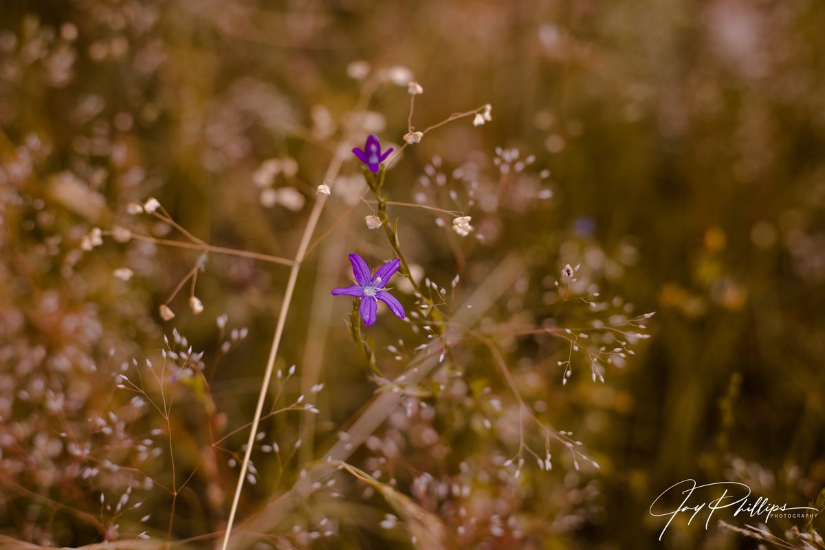 JaysPhotograph5's tweet photo. When spring is going so well! #photography #SpringTime #NaturePhotography #lightroom #photooftheday #folllowme https://t.co/41DHn9iSbY
