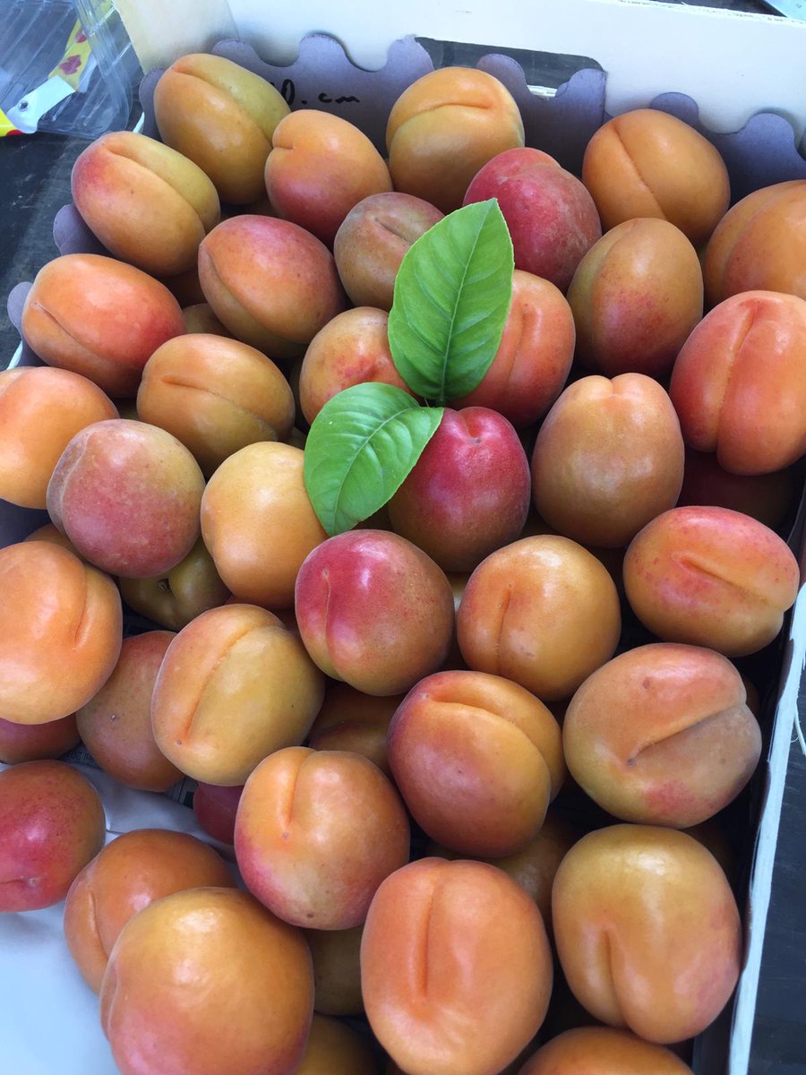 CrescoFoods's tweet photo. Our sweet premium grade Apricots from Turkey are now available to be exported. 😍😍😍

Contact us #Crescofoods today for a quotation.

#worldwideshipping #shippingworldwide #freshproduce #freshproducesupplier #fruitsimportexport #foodtrading #Bangkok #Thailand #Apricots #Turkey https://t.co/0sQpwhhxTp