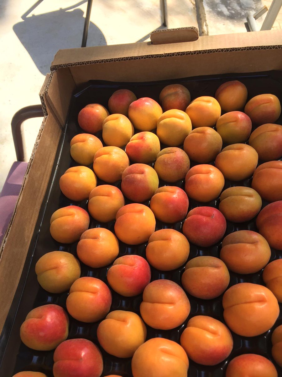 CrescoFoods's tweet photo. Our sweet premium grade Apricots from Turkey are now available to be exported. 😍😍😍

Contact us #Crescofoods today for a quotation.

#worldwideshipping #shippingworldwide #freshproduce #freshproducesupplier #fruitsimportexport #foodtrading #Bangkok #Thailand #Apricots #Turkey https://t.co/0sQpwhhxTp