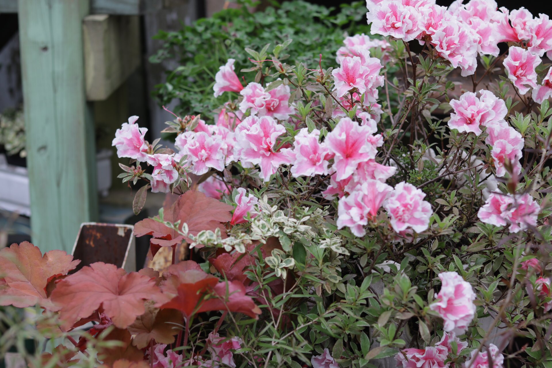 お庭とお花 はなんぼ アザレア マダムトモコ はなんぼチーフ みずのともこの名がつけられた斑入り葉 フリル咲の新品種です 数年前に綱木紋にギャザリングしたものですが 年々花の数が増えているように感じます Minne Jpgs ギャザリング