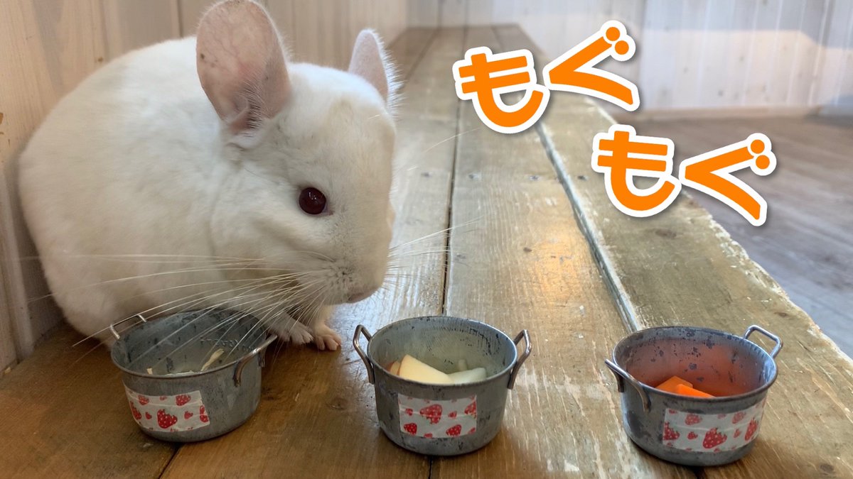 ハリネズミカフェ Harry 横浜中華街店 本日15時 Youtube配信されます 動物カフェharryで検索してね チンチラ 原宿 カワウソ 可愛い 癒し 動物カフェ ペット おうち時間 動物 動物園