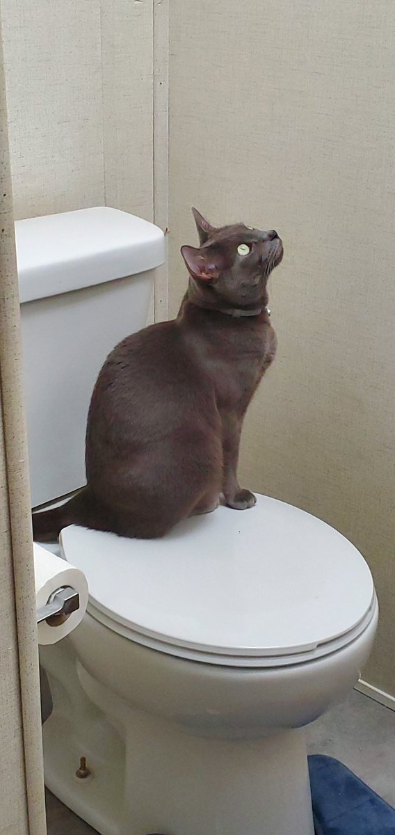 Sim4Angel1's tweet image. Went to go wash my hands. Then I saw my cat.🤣 I went to the second bathroom and gave him his privacy.