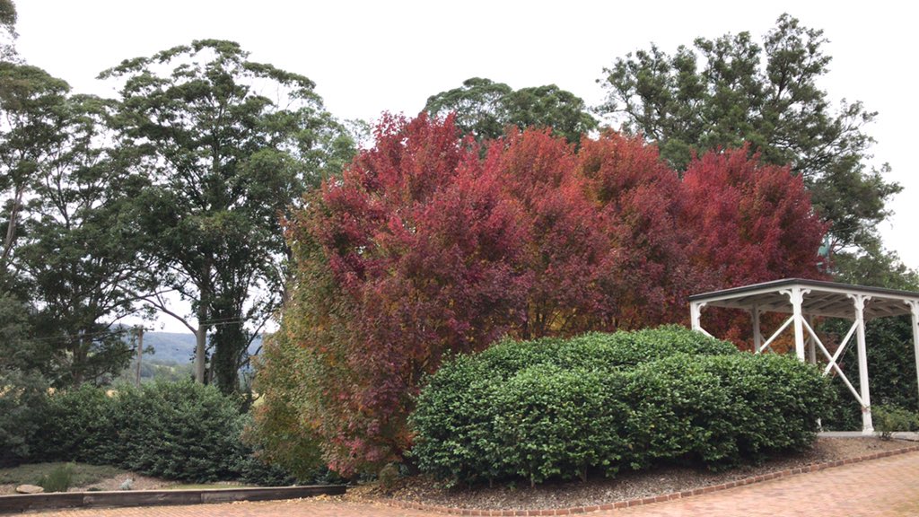 AndiC1's tweet photo. Honestly. You cannot photoshop this beauty #nature #redorangeleaves #maples #autumnlove #friggincold https://t.co/U5IPzX8rve