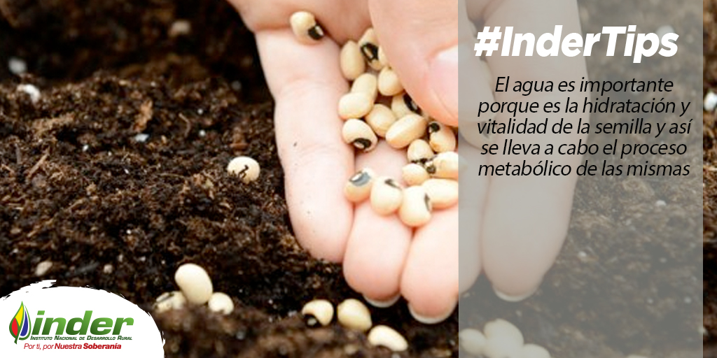 indervenezuela's tweet photo. #InderTips El agua es importante porque es la hidratación y vitalidad de la semilla y así se lleva a cabo el proceso metabólico de las mismas @wcastroPSUV https://t.co/D1ya2WuJzE