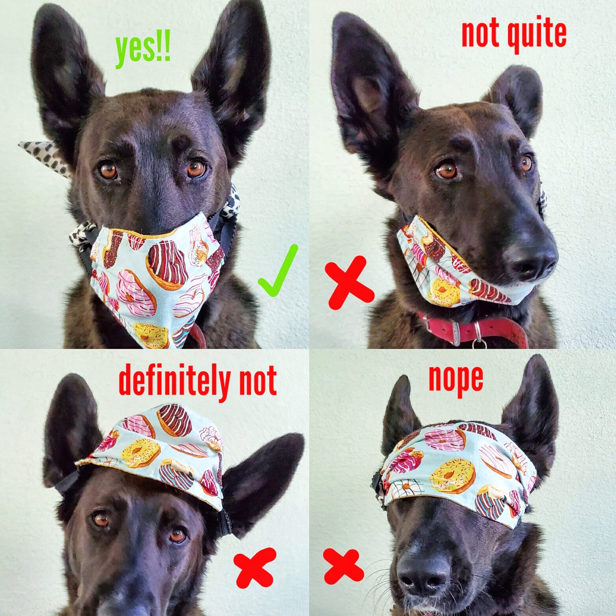 HSPPR's tweet image. #QuarantineFun #WearAMask #DogWisdom