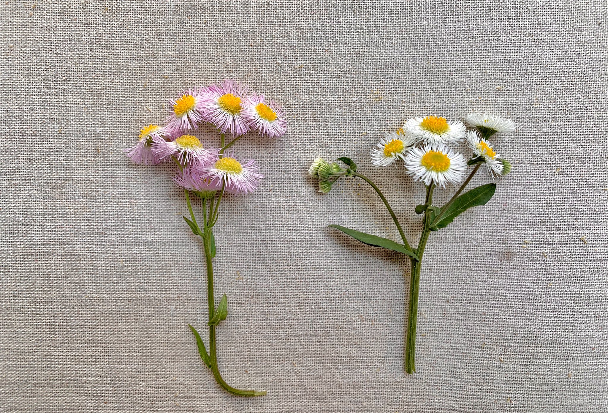Inori ハルジオンのレストラン です 花びらを色ごとに分けて使いました お花で遊ぶのは幸せです 学生の頃 牧野富太郎博士に教えを受けた うろ覚え 生物の先生から先生オリジナルのハルジオンとヒメジョオンの見分け方を教えて貰いました 一度聞