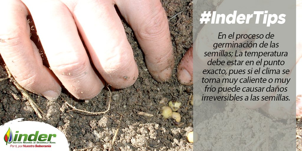 indervenezuela's tweet photo. #InderTips En el proceso de germinación de las semillas; La temperatura debe estar en el punto exacto, pues si el clima se torna muy caliente o muy frío puede causar daños irreversibles a las semillas. @wcastroPSUV https://t.co/zfYFKKvtNM