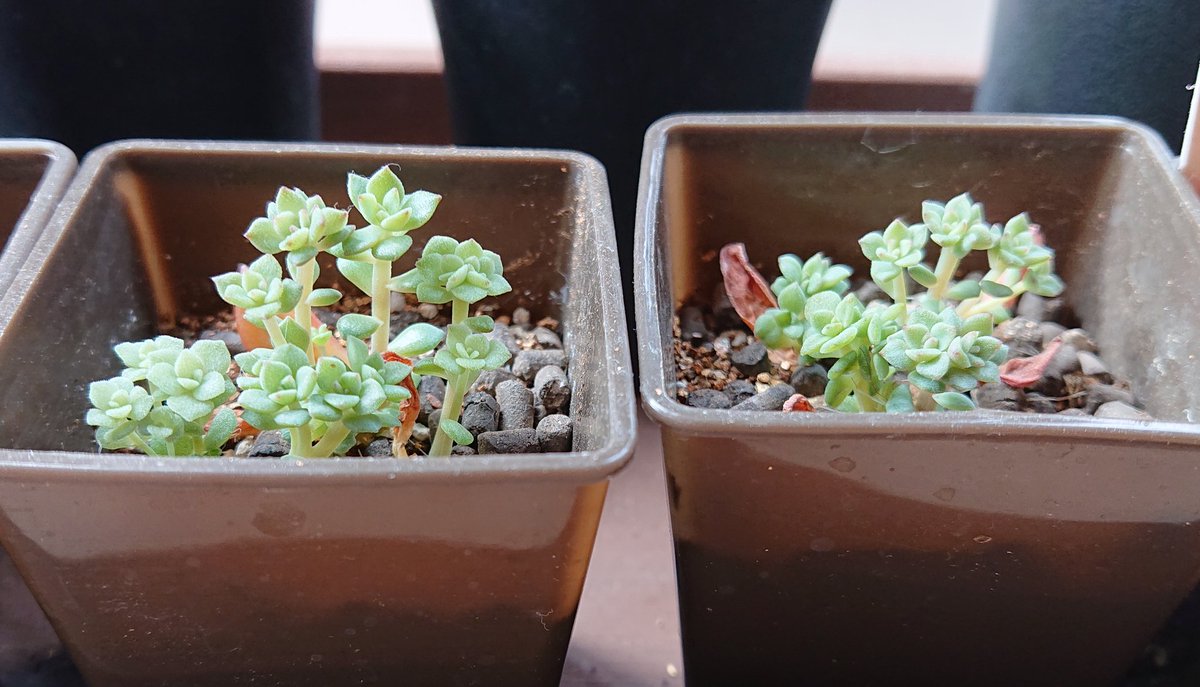 kaka212own's tweet photo. ニョキニョキニョキニョキ
これは植え替えかっ！ https://t.co/1XMPalIOJh