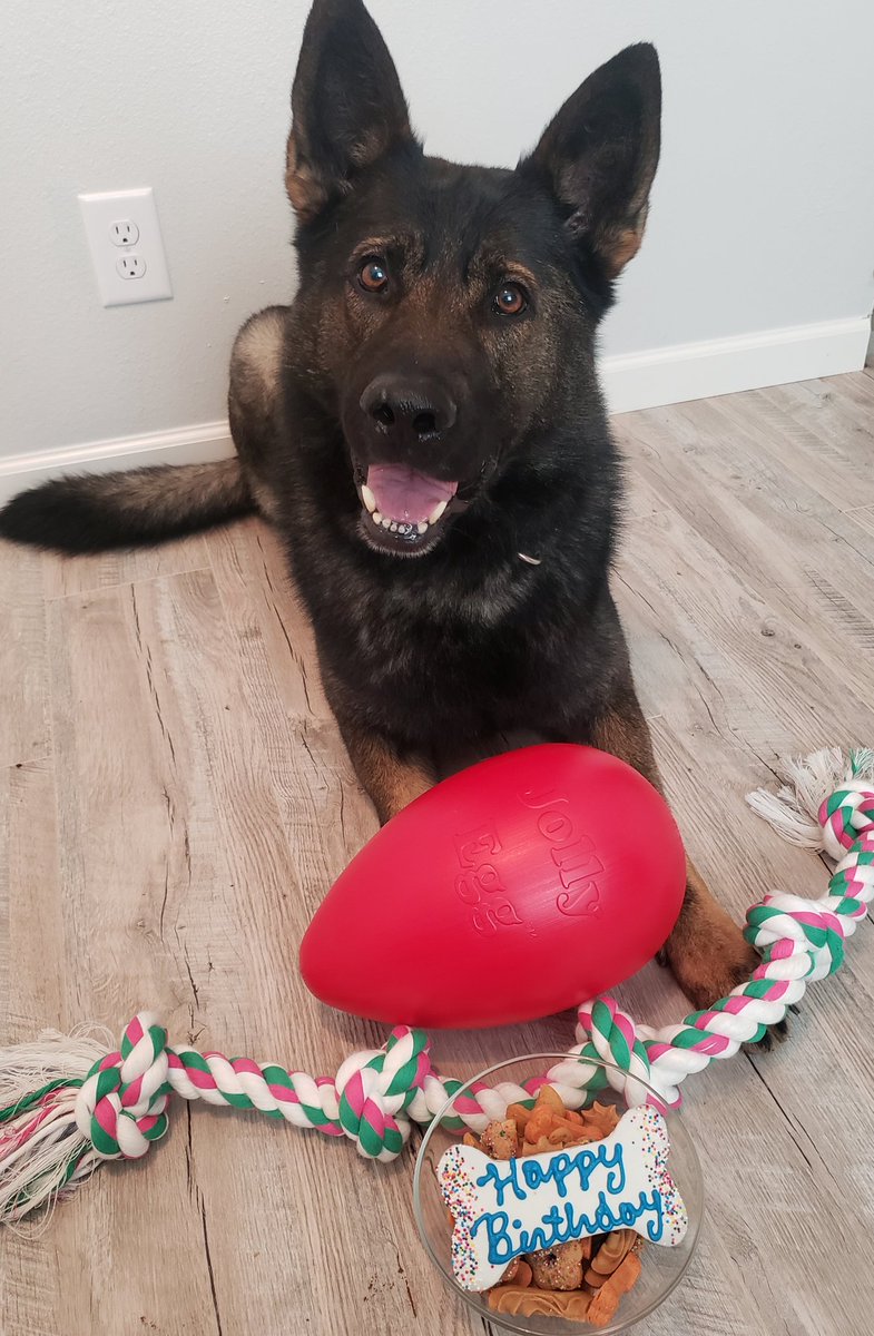 Happiest of birthdays to this handsome stud!!! #K9Athos turns the big 6 today and we're celebrating by going out to do his favorite thing - hunt bad guys! Here's to another good year of keeping ppl safe... with plenty of time for playing tug and belly rubs too! #birthdayboi