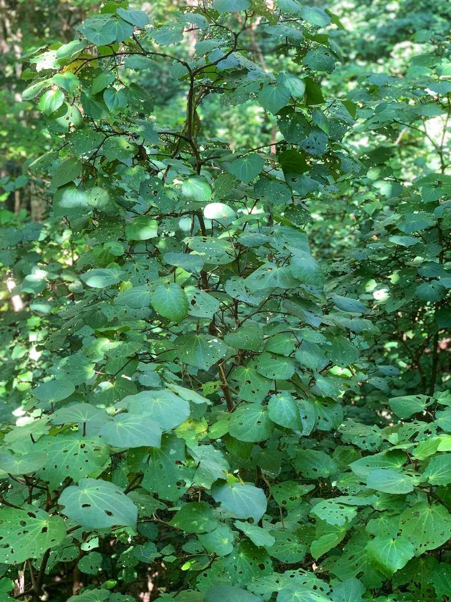 MoniqueMaeHall's tweet photo. Kawakawa (Piper excelsum)  

Such a photogenic plant 🍃

#Kawakawa #Piperexcelsum #NZnativetree #NewZealand #Aotearoa #tree https://t.co/MSwaucoUQJ