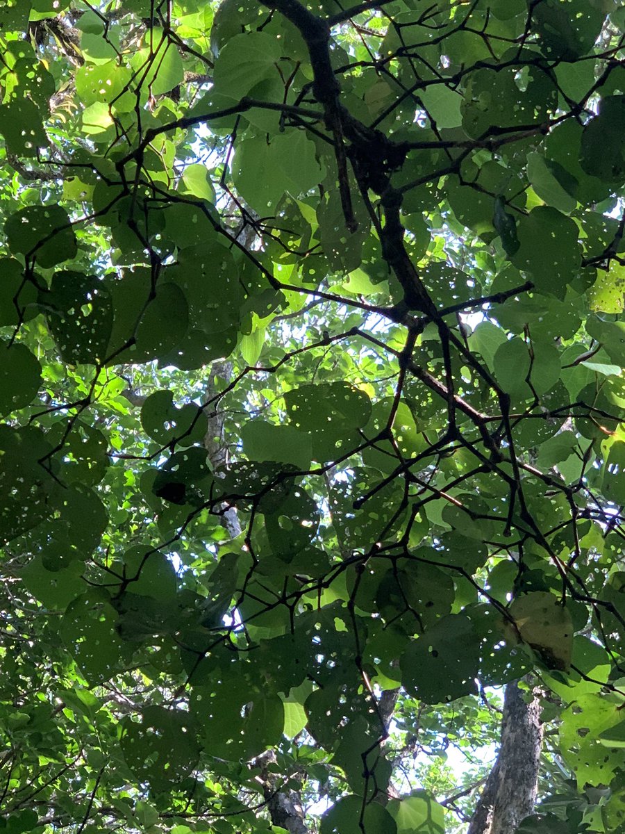 MoniqueMaeHall's tweet photo. Kawakawa (Piper excelsum)  

Such a photogenic plant 🍃

#Kawakawa #Piperexcelsum #NZnativetree #NewZealand #Aotearoa #tree https://t.co/MSwaucoUQJ