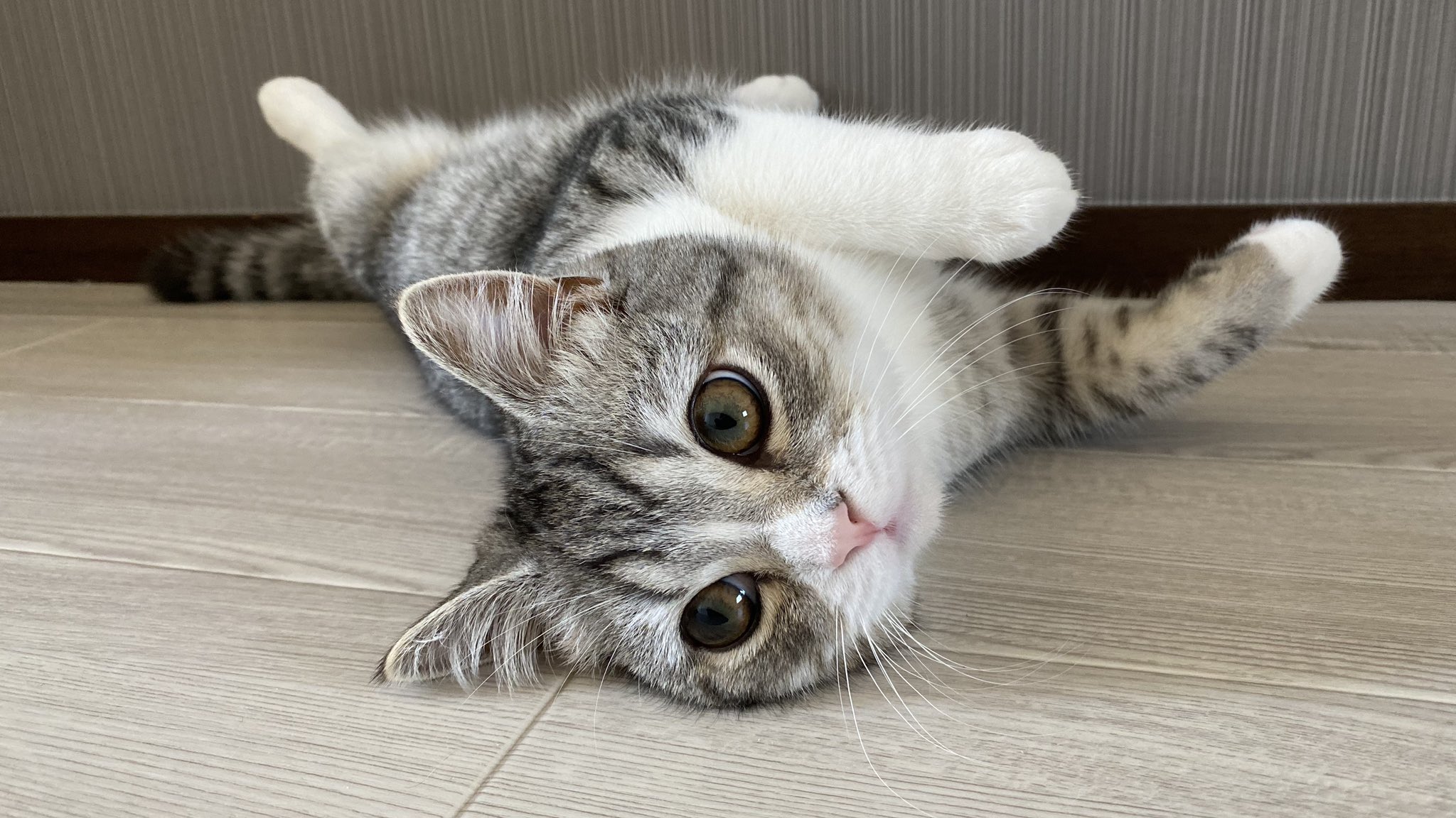 もちまる ごろごろ もちまる ごろごろ