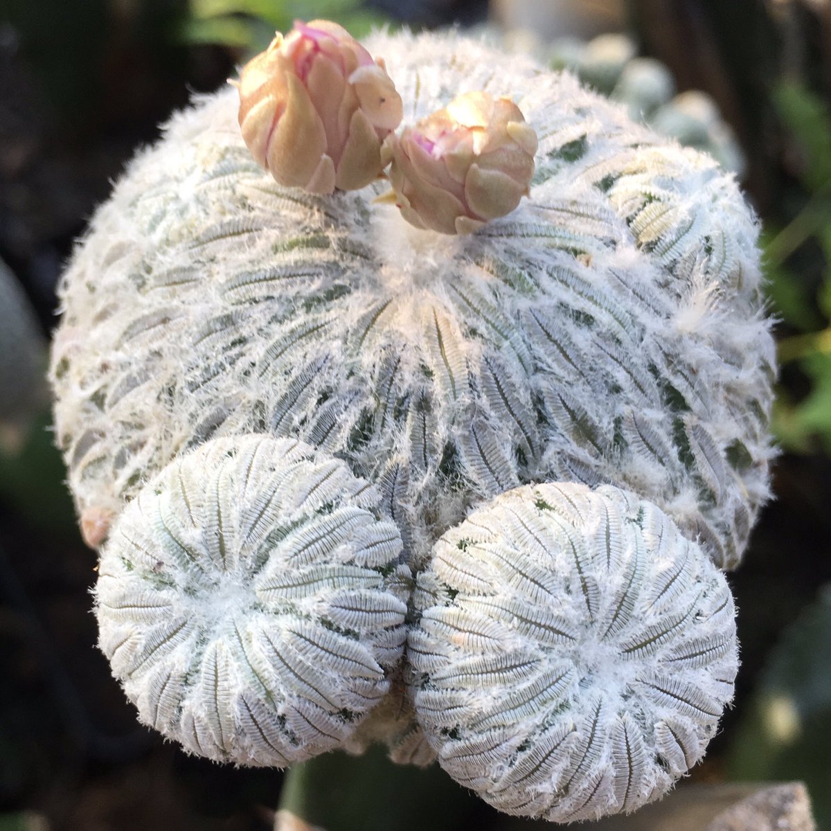 primetimezone1's tweet photo. #cactus #succulent #euphorbia #pottedplants #sculptureplant #กระบองเพชร #サボテン https://t.co/EHjJUOf1OY