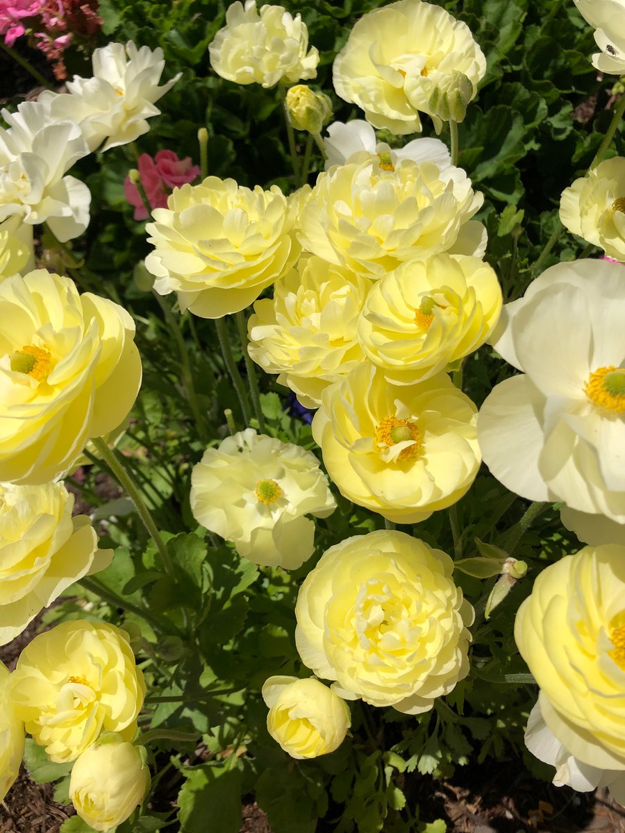 HappyQuailPress's tweet photo. Springtime means surprises pop up everywhere in the #garden💛

Like this surprise- yellow #Ranuculus

#Flowers https://t.co/gIuAHVjajI