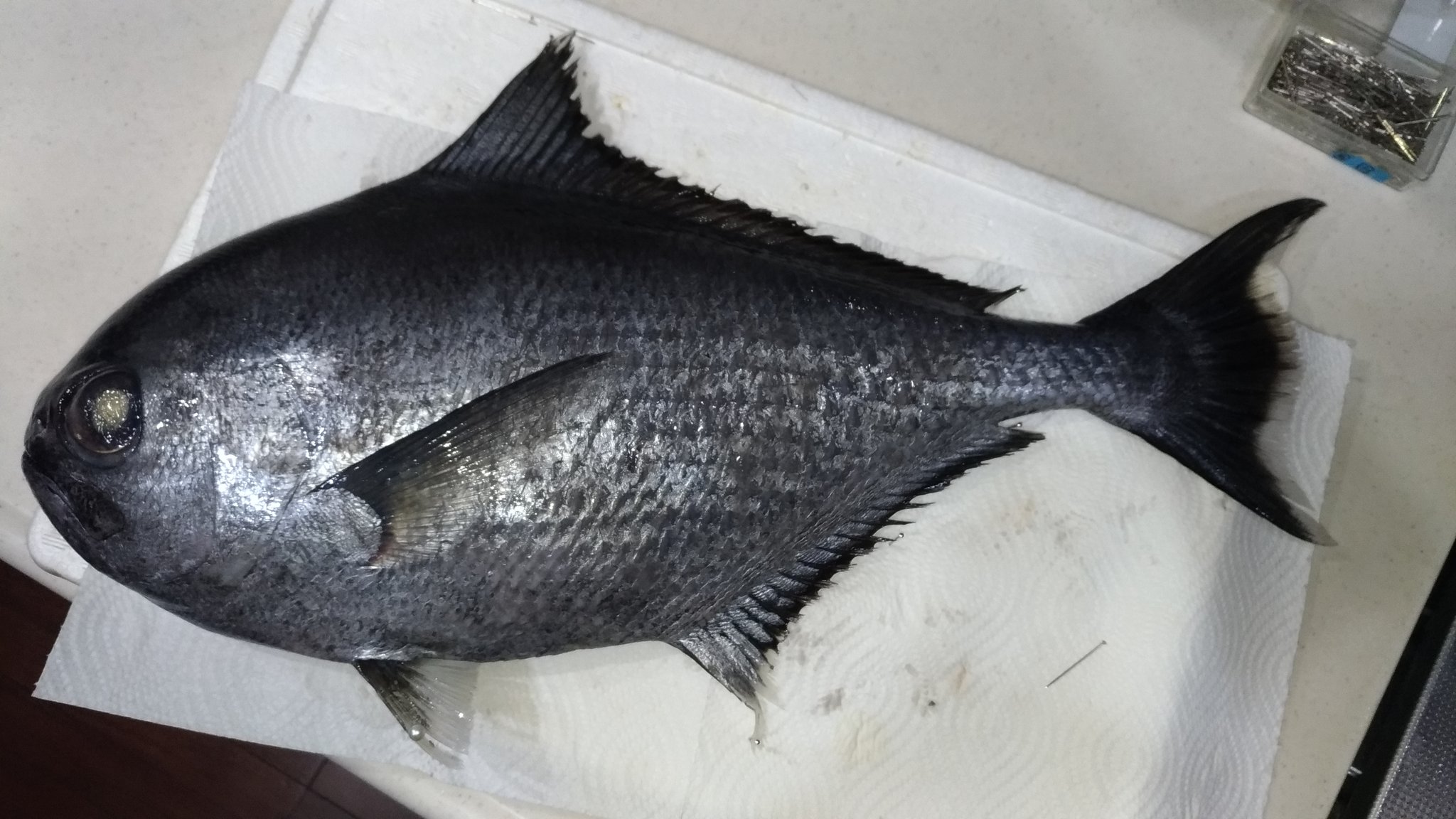 夢海 504魚種食べた人 横から失礼します エチオピアは諸説あるみたいですね エチオピアの要人が来日されてた時に大量に水揚げされた Etc シマガツオは島 沖 でとれるマナガツオに似た魚という由来です 夢海 504魚種食べた人 横から失礼します エチオピアは諸説あるみたいですね エチオピアの要人が来日されてた時に大量に水揚げされた Etc シマガツオは島 沖 でとれるマナガツオに似た魚という由来です