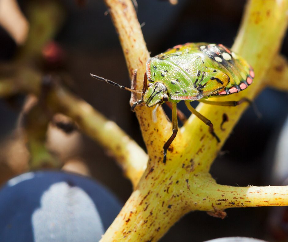 Don't let pests like stink bugs destroy your plants this summer. Give Amco a call to schedule a FREE (no obligation) inspection! 
amcoranger.com/contact/
#ProtectWhatMatters #PestSolutions #AmcoRanger #Pests