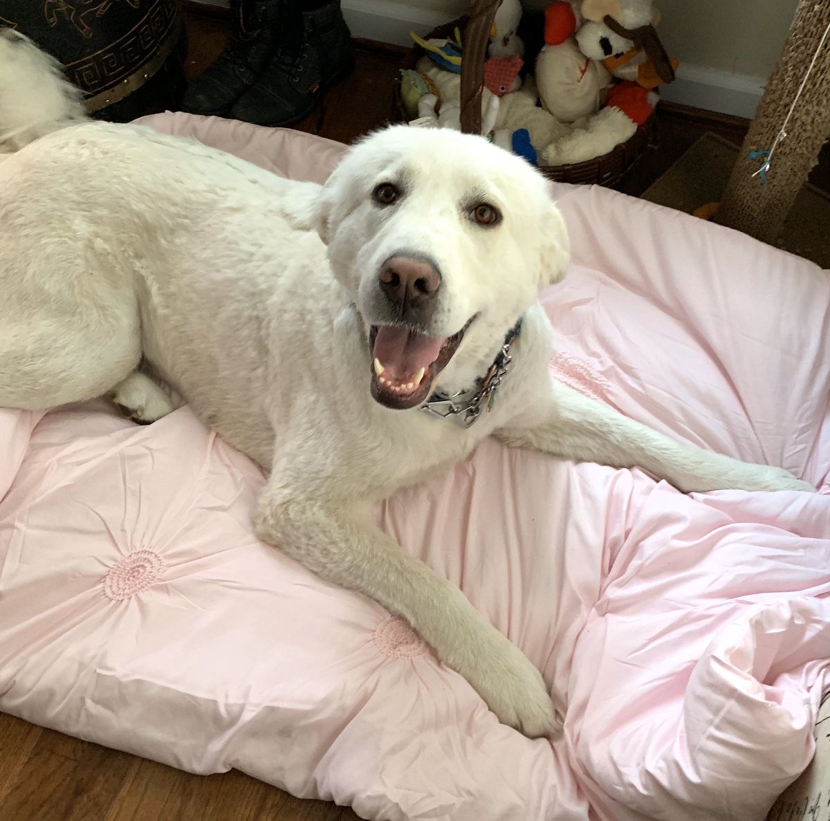 She’s home!!!! And she met the sofa! #GreatPyrenees #Gotcha #AnnieLennox #SweetDreamsAreMadeOfThis