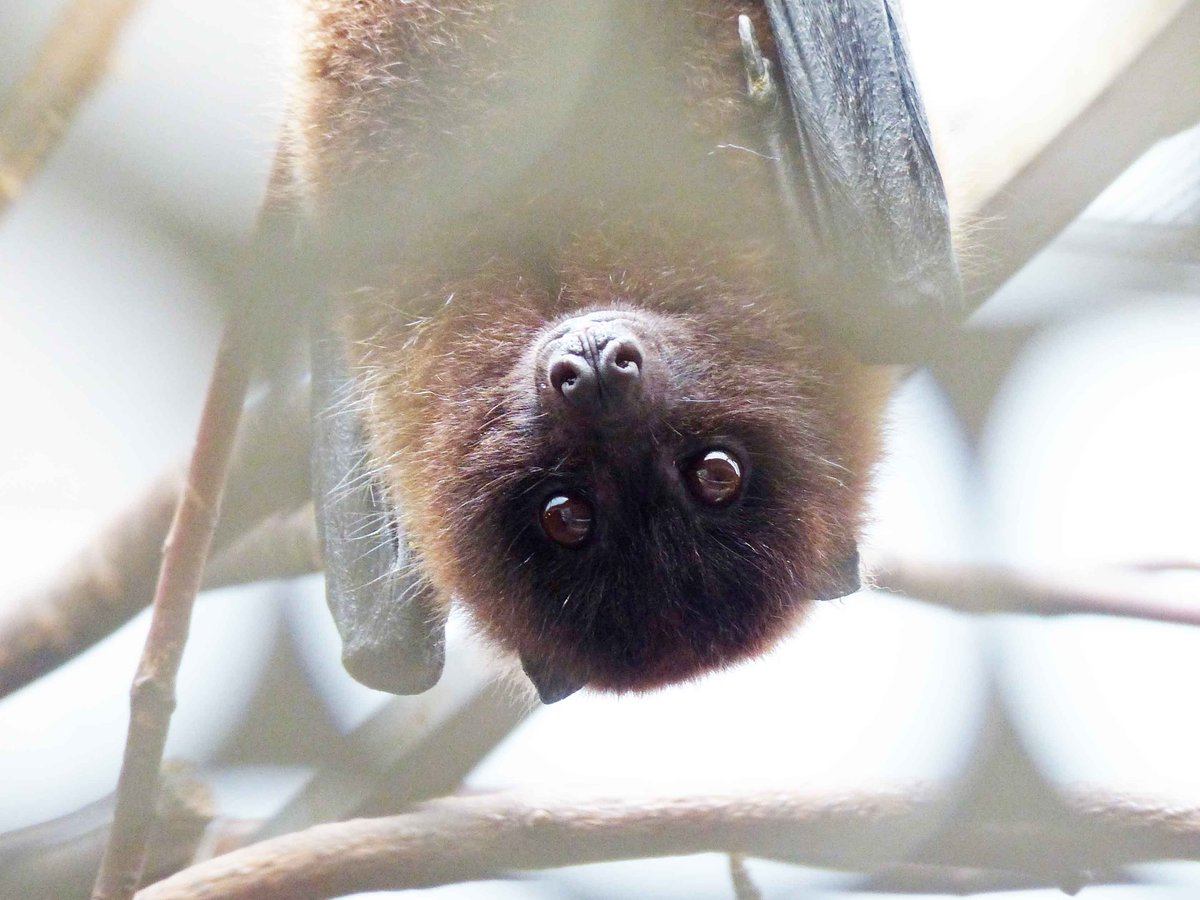 オキナワオオコウモリ Okinawa Flying Fox Japaneseclass Jp