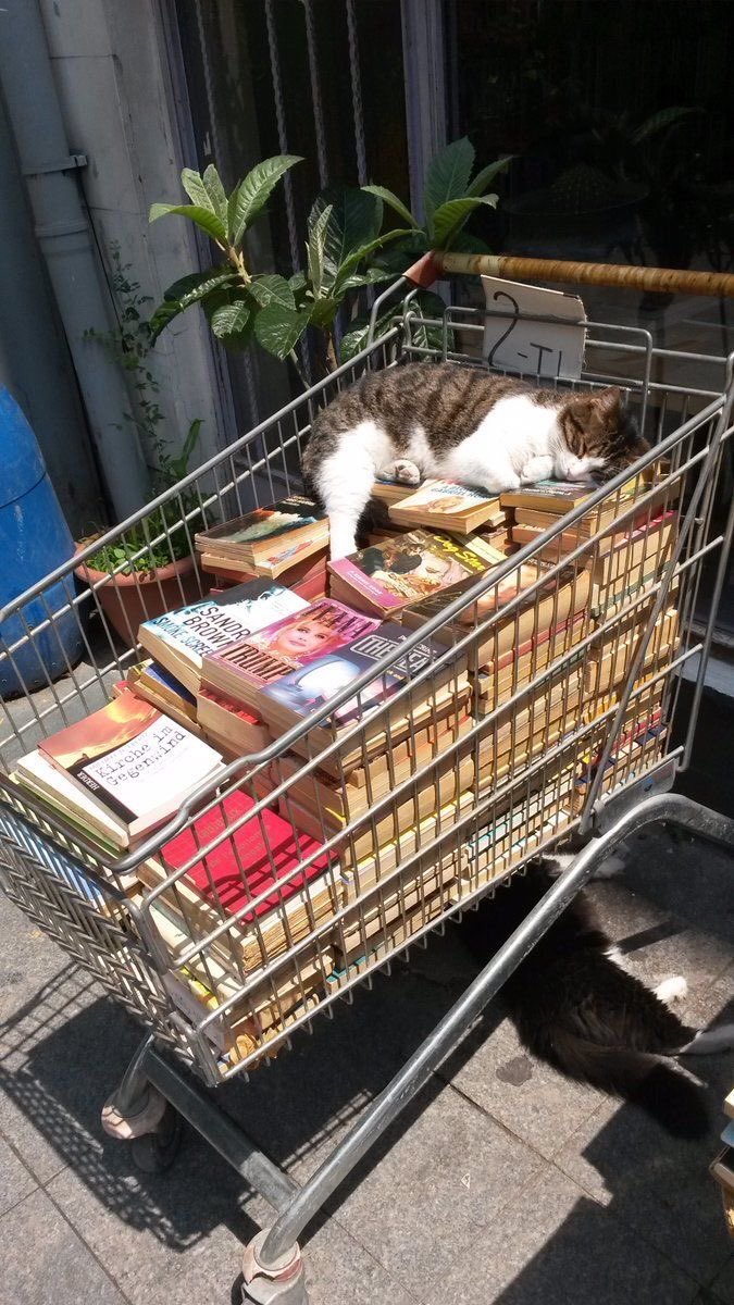 oh to be a cat sun bathing on a cart of books