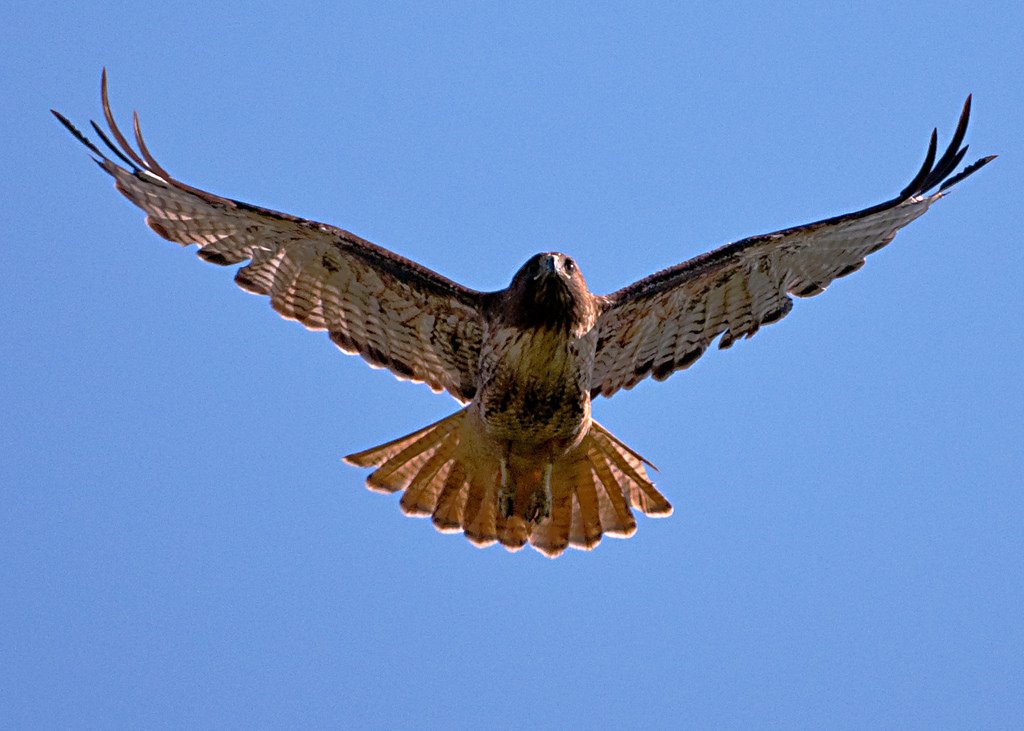 _htsd's tweet photo. To our students, lots of love. Hawks always rise above! On Friday between 1 and 2, look to the skies for a special message just for you! At 10am we'll reveal our final clue! https://t.co/sD9B8rYZ7D