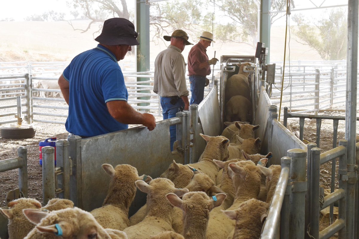 ProWay Livestock Equipment tweet media