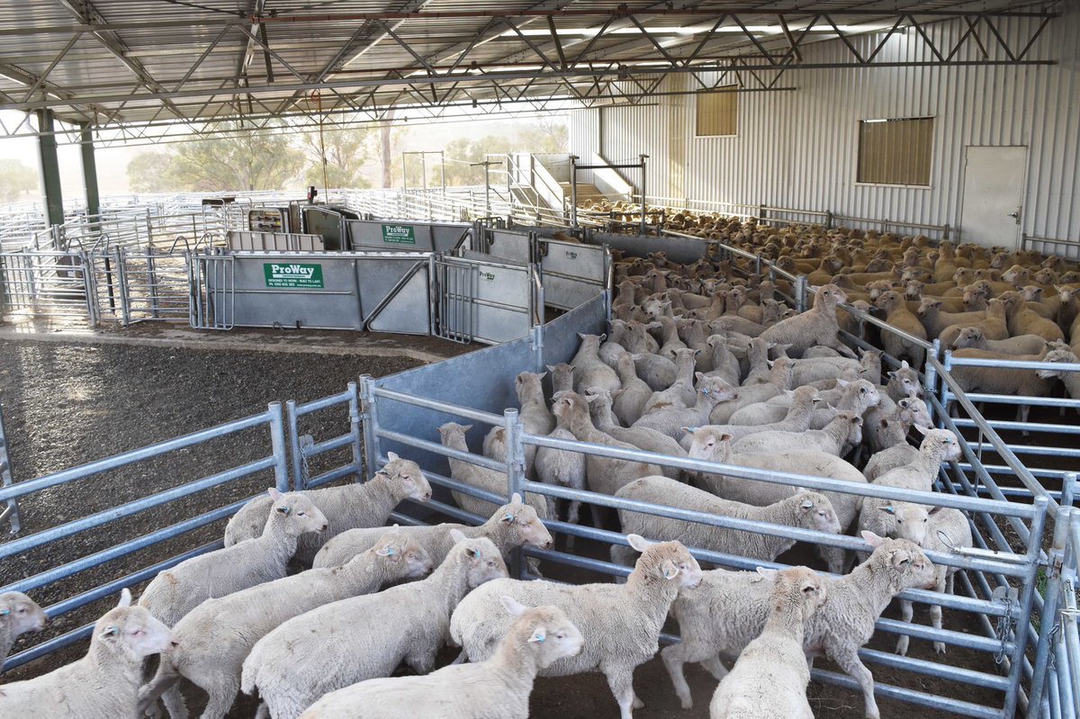 ProWay Livestock Equipment tweet media