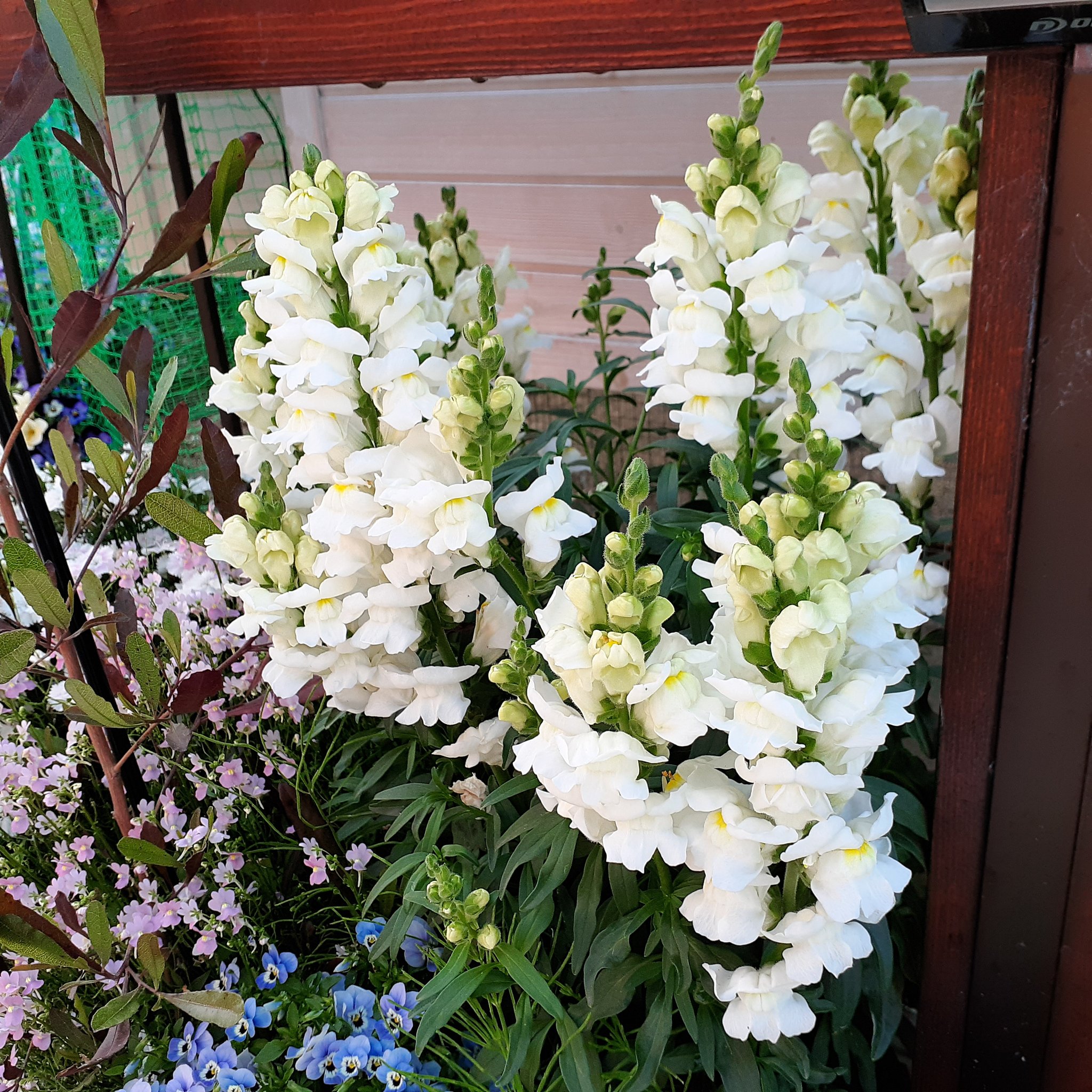 たまごはん 園芸部 花壇 の花たちが一斉に咲き乱れています スカビオサ ナデシコ キンギョソウ 宿根ネメシア ビオラ 庭の花 ガーデニング 写真 Photo T Co Vg0iijtuof Twitter