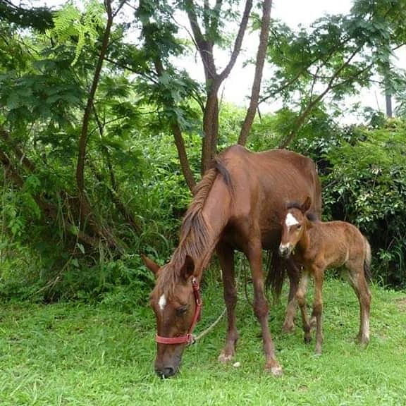 LucasAnimalito's tweet photo. Feliz!!! El juzgado N°5 nos otorgó la tenencia definitiva de 22 Caballos secuestrados!!! Ahora serán se jubilarán y serán libres!!! Muchas gracias P.A.S e Instituto de Derecho Animal Col Abogados de Salta. Muchas gracias Dra. Carmen Céspedes!
@GustavoSaenzOK 
#LiberaciónAnimal https://t.co/EKYykooJap