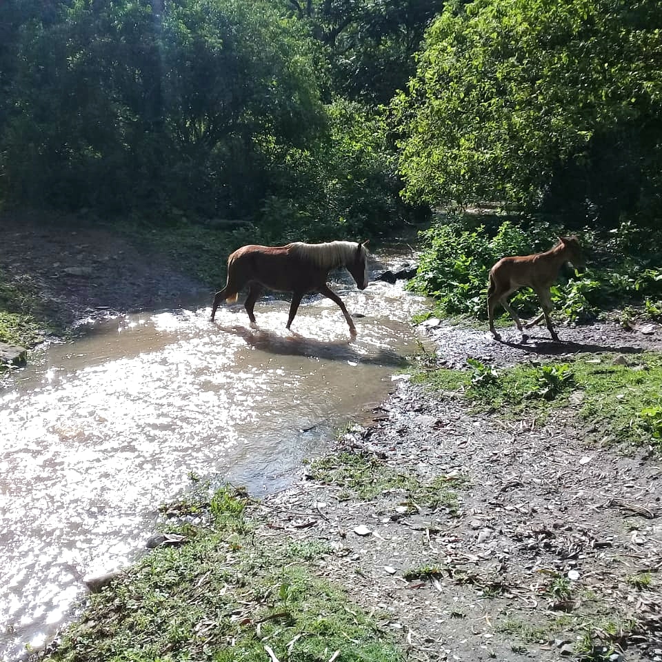 LucasAnimalito's tweet photo. Feliz!!! El juzgado N°5 nos otorgó la tenencia definitiva de 22 Caballos secuestrados!!! Ahora serán se jubilarán y serán libres!!! Muchas gracias P.A.S e Instituto de Derecho Animal Col Abogados de Salta. Muchas gracias Dra. Carmen Céspedes!
@GustavoSaenzOK 
#LiberaciónAnimal https://t.co/EKYykooJap