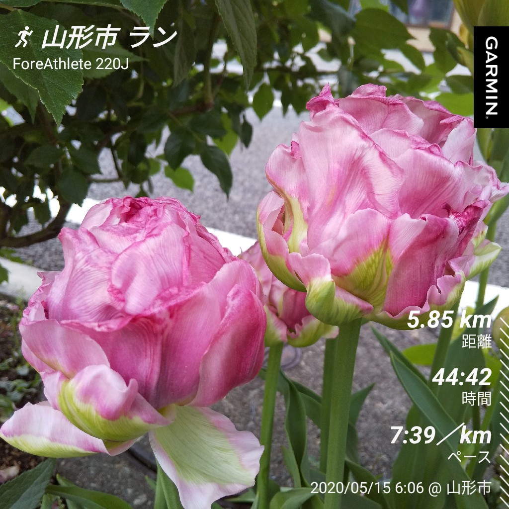 アイスクリームチューリップ アイスクリームチューリップ