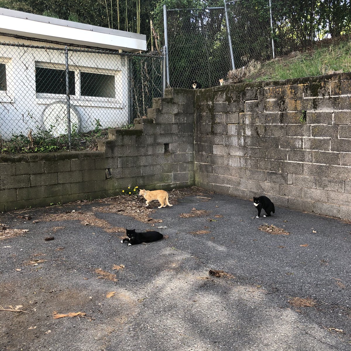 unipuff's tweet photo. cat colony 🎵 i’m gonna start naming them after animal crossing cats :3 https://t.co/vyPe65q9n8