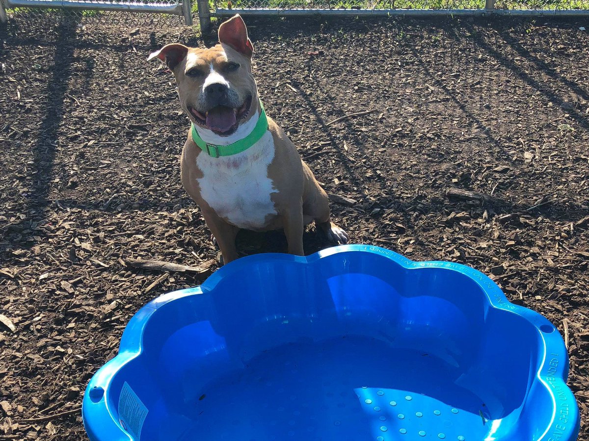 A very kind follower on here sent me a POOL! Thank you! Day number 1,352 here. Lexi needs a solo pet &amp; quiet adult home. Takes time to warm up. Town of Hempstead Animal Shelter, NY. Email: adoption@tohmail.org #LongIsland #NewYork
