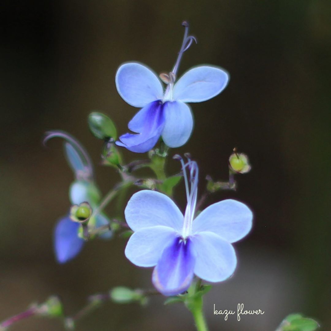 花屋 W Vi0mzgchsvecusw Twitter