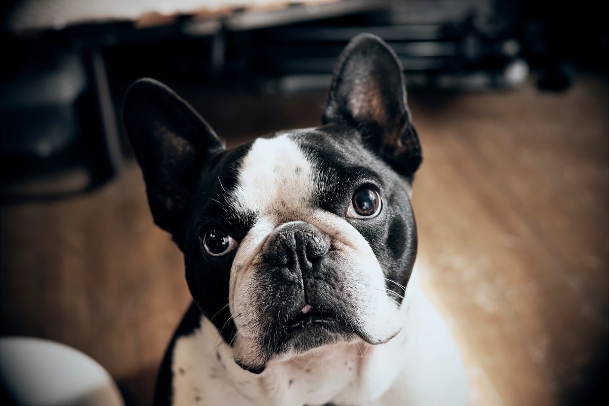 七味とうがらし男爵 761morning 自分の体調が悪くなりそうな程 堪らない のは 愛犬のルーくんです この上目遣いは自分の可愛い顔を知っているとしか思えない仕草です フレンチブルドッグは個性的な犬種ですが ハマると抜け出せない堪らない相棒です