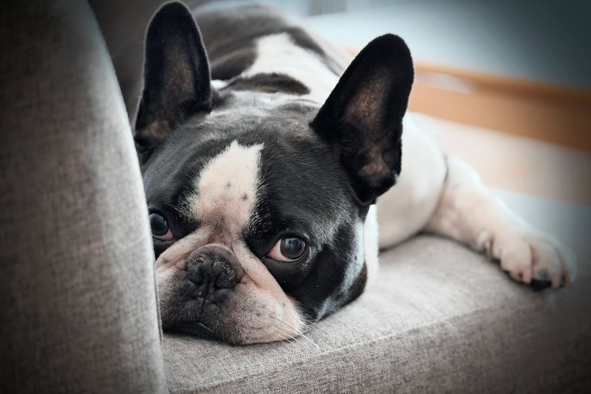 七味とうがらし男爵 761morning 自分の体調が悪くなりそうな程 堪らない のは 愛犬のルーくんです この上目遣いは自分の可愛い顔を知っているとしか思えない仕草です フレンチブルドッグは個性的な犬種ですが ハマると抜け出せない堪らない相棒です