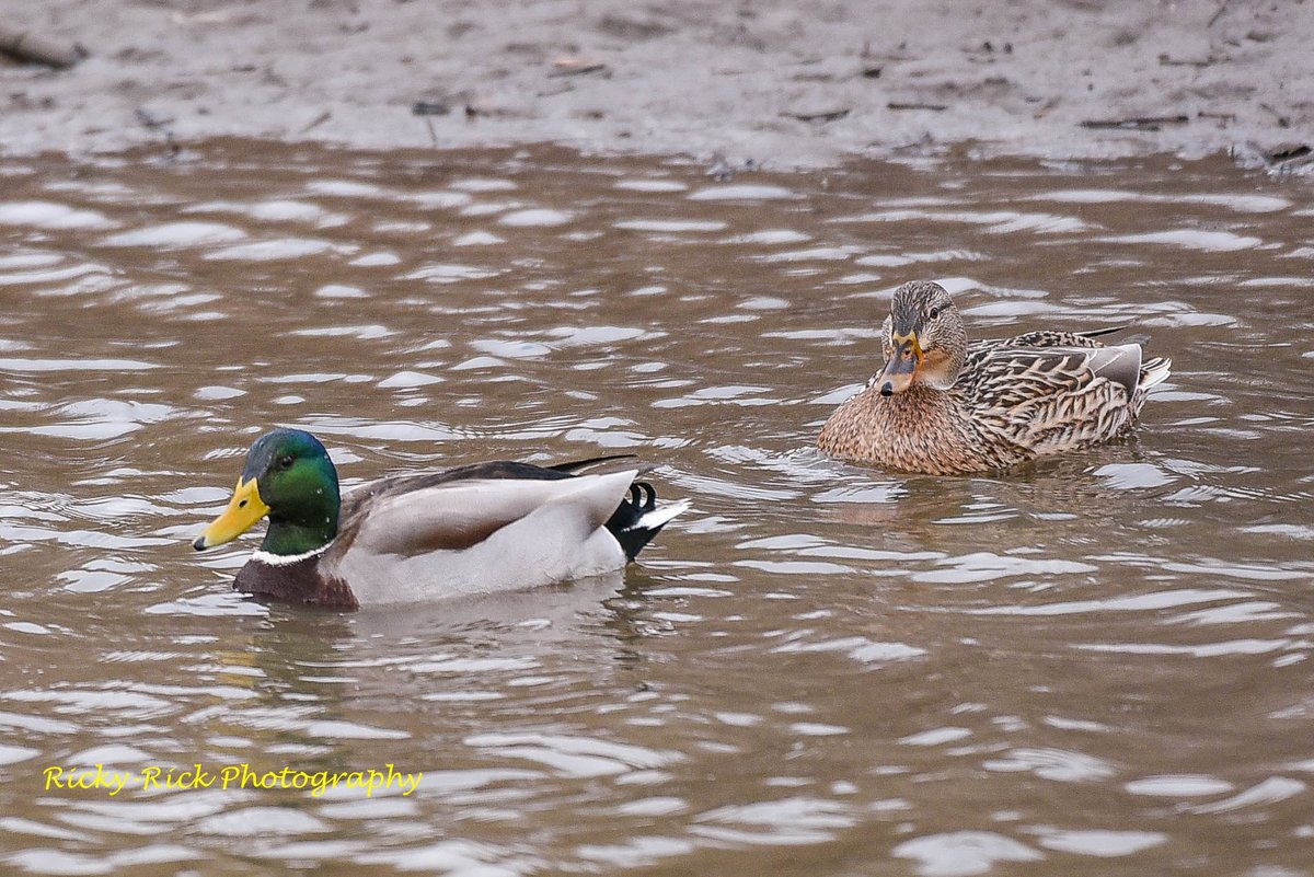 RickyRick_Photo's tweet photo. Final set of photos that needed to be edited. these were from early January when I went to the Mississippi River area by Alton.
#nature #wildife #birds #riverarea #water https://t.co/PtPrk0BPxy