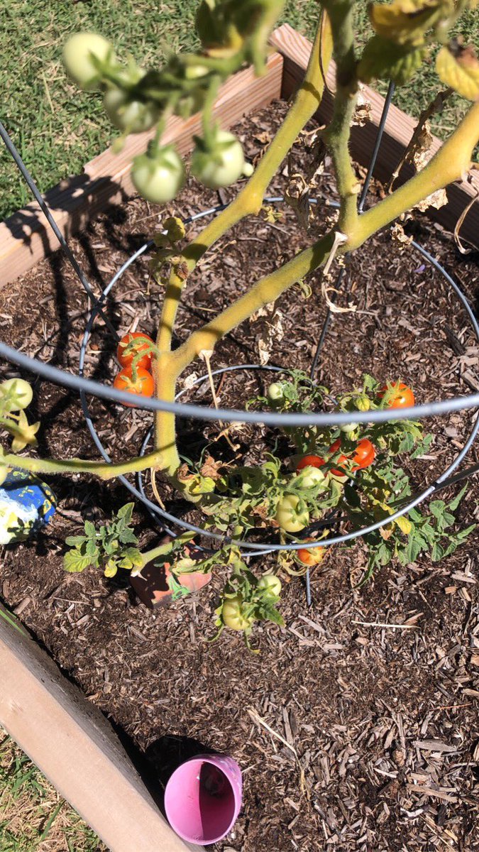 MDWASES's tweet photo. Our Witter ASES garden is flourishing! Special thank you to our @MyronDWitter custodians for watering our plants 🌱 Good job ASES students on all your hard work! https://t.co/L2URbVIrqA