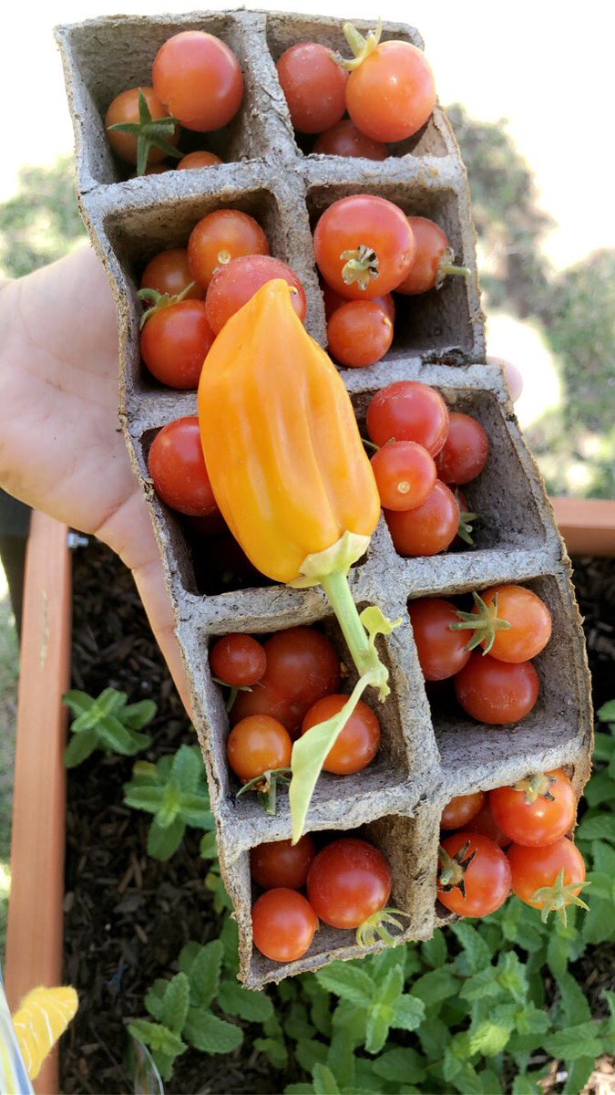 MDWASES's tweet photo. Our Witter ASES garden is flourishing! Special thank you to our @MyronDWitter custodians for watering our plants 🌱 Good job ASES students on all your hard work! https://t.co/L2URbVIrqA