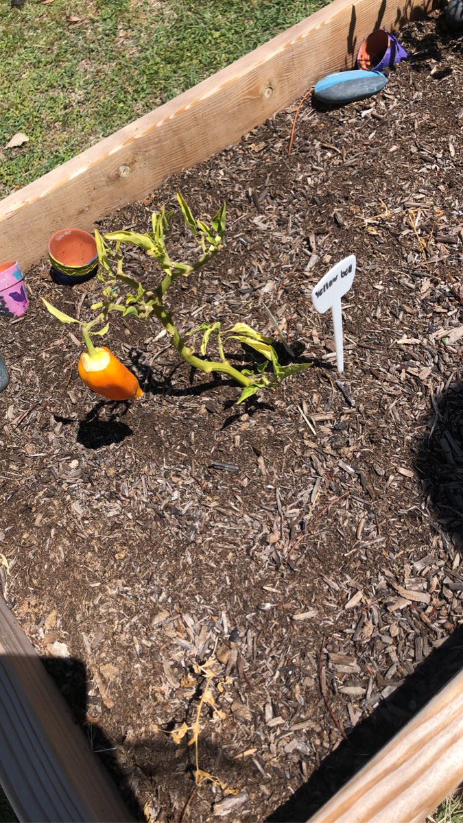 MDWASES's tweet photo. Our Witter ASES garden is flourishing! Special thank you to our @MyronDWitter custodians for watering our plants 🌱 Good job ASES students on all your hard work! https://t.co/L2URbVIrqA