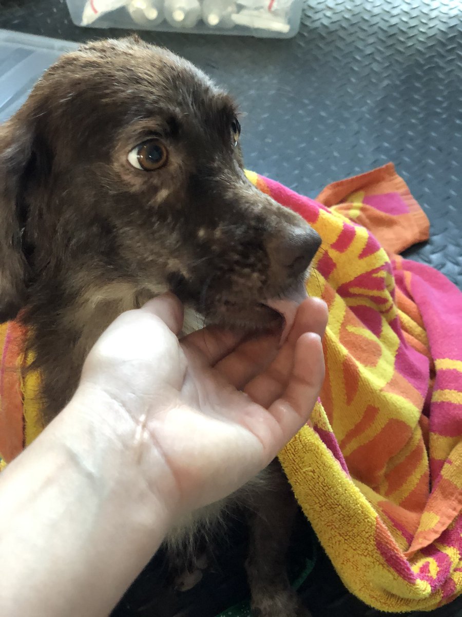 SCM_L_Rosa's tweet photo. Saluden a GRECA. Hoy fue rescatada por la fundación #elfosterclub y ahora está conmigo. Mi primera vez de foster mom 😅🥰 I’m so excited! https://t.co/D9QyfLJa9q