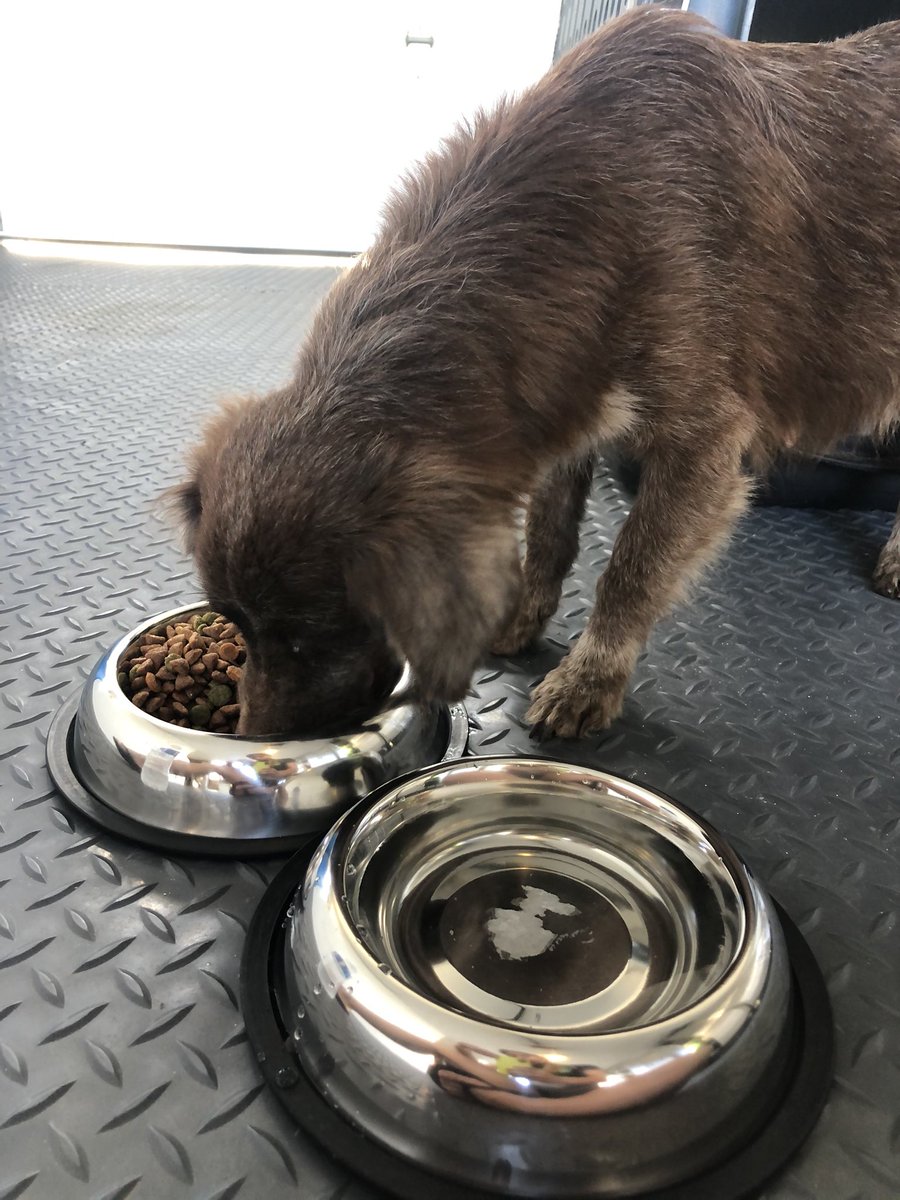 SCM_L_Rosa's tweet photo. Saluden a GRECA. Hoy fue rescatada por la fundación #elfosterclub y ahora está conmigo. Mi primera vez de foster mom 😅🥰 I’m so excited! https://t.co/D9QyfLJa9q
