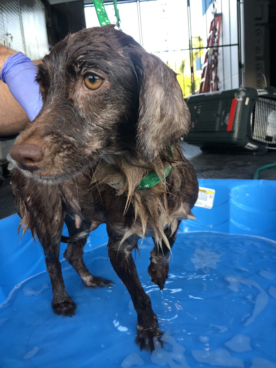 SCM_L_Rosa's tweet photo. Saluden a GRECA. Hoy fue rescatada por la fundación #elfosterclub y ahora está conmigo. Mi primera vez de foster mom 😅🥰 I’m so excited! https://t.co/D9QyfLJa9q