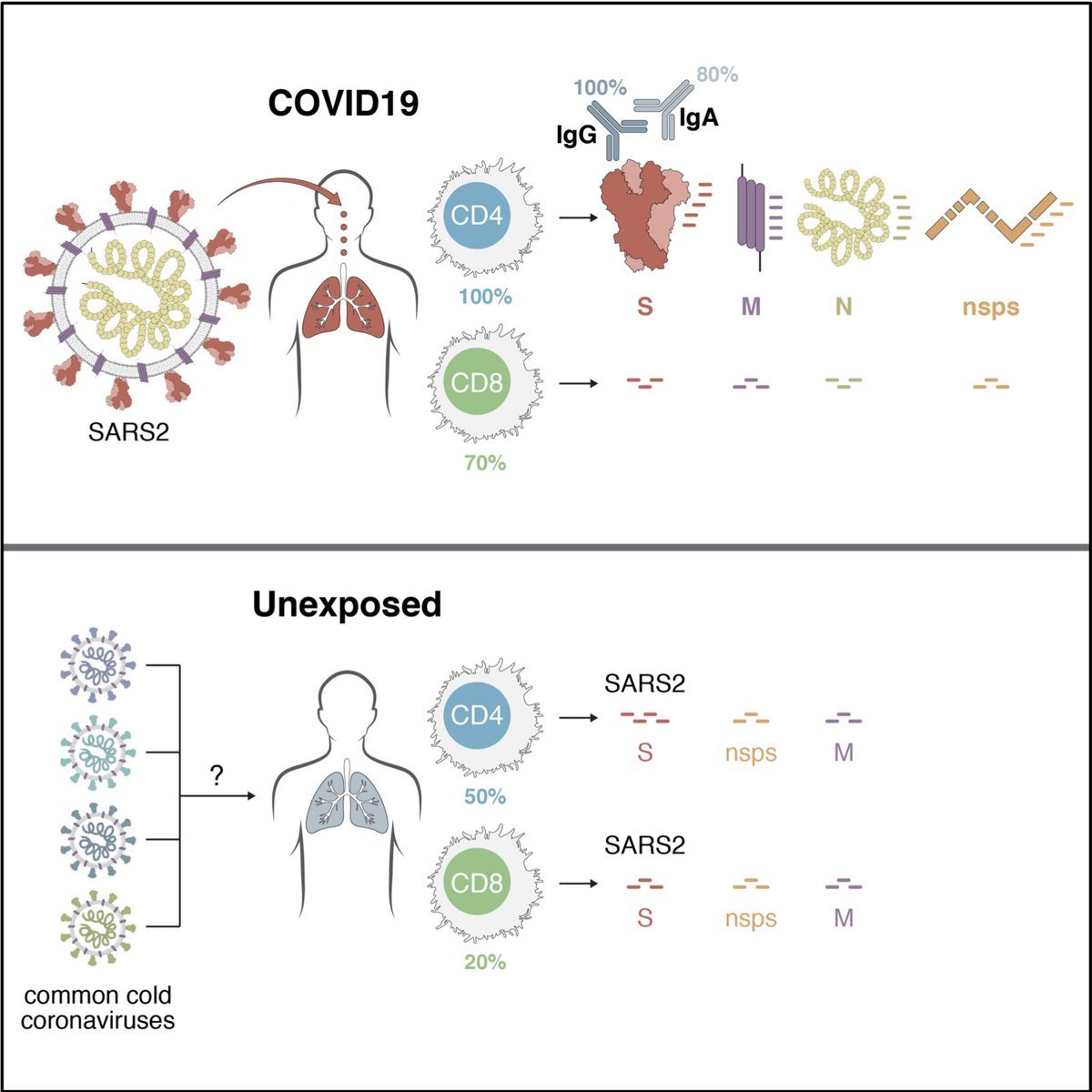 #COVID19 Fascinating work from @profshanecrotty team on Targets of T cell responses to the #SARSCoV2 #coronavirus cell.com/cell/fulltext/… 100% of cases w/ antibodies 100% of cases w/ CD4+ T cells 70% of cases w/ CD8+ T cells All bodes well for vaccine dev twitter.com/profshanecrott…