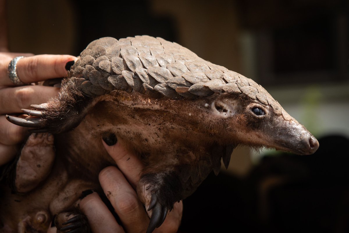 charlesadler's tweet photo. Connection between White Bellied #Pangolin, the #Bat, Traditional Chinese Medicine and there is a Canadian angle as well. @TerryGlavin joins me tonight at 7:30 Pacific 10:30 Eastern to discuss his @Macleans blockbuster exclusive. https://t.co/fLtJ7mGuwt #Covid19 https://t.co/Wiajuui8w4