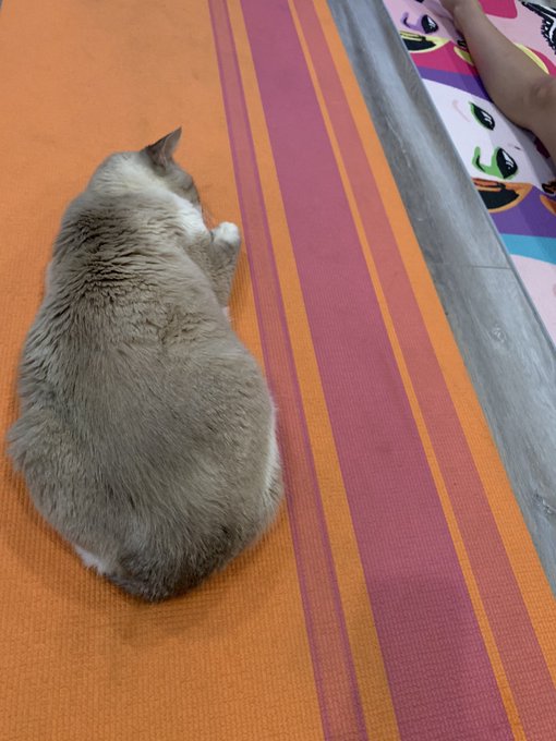 My cat has his own yoga mat #2020 https://t.co/6PWXq1oAzu<a href="/tag/nojusticenopeace"class="tags"><span>#nojusticenopeace</span></a>