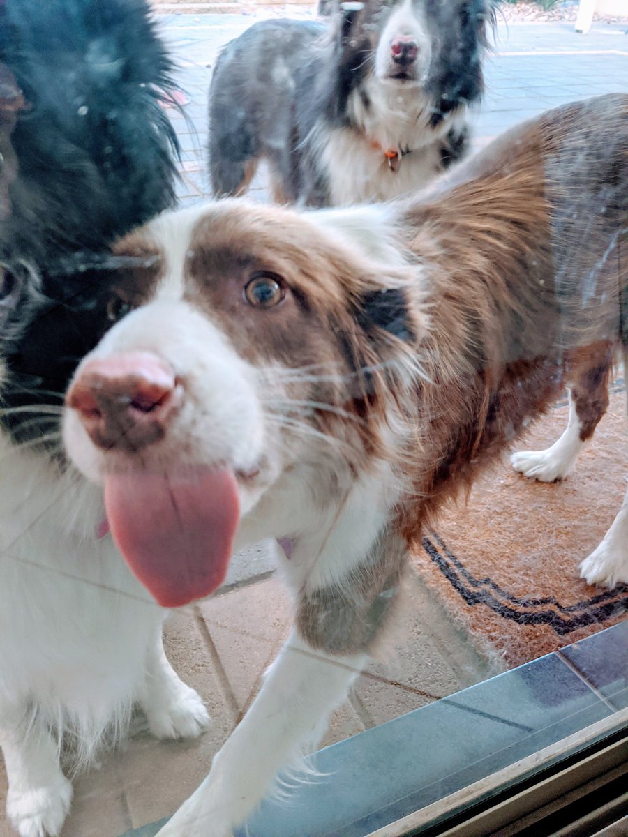 Motherofdogggos's tweet photo. Sometimes you're just desperate to lick something... #dogsoftwitter #windowcleaner #dogsofisolation #gypsy #bordercollies
#special #ilivetoclean #chocolatecollie https://t.co/BJIS0f2ziZ