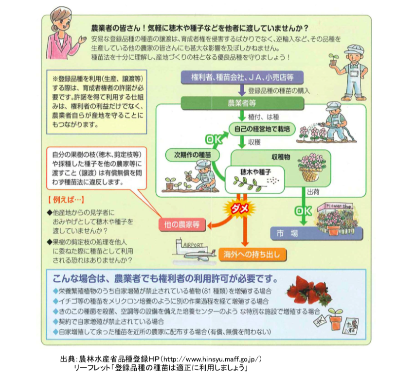 みちる 育成者から正規のルートで種や苗を買った後は 商売のために種を採取したり育てたりは可能です 今までもそうでしたし これからもそうです 登録品種 種苗法改正案に抗議します