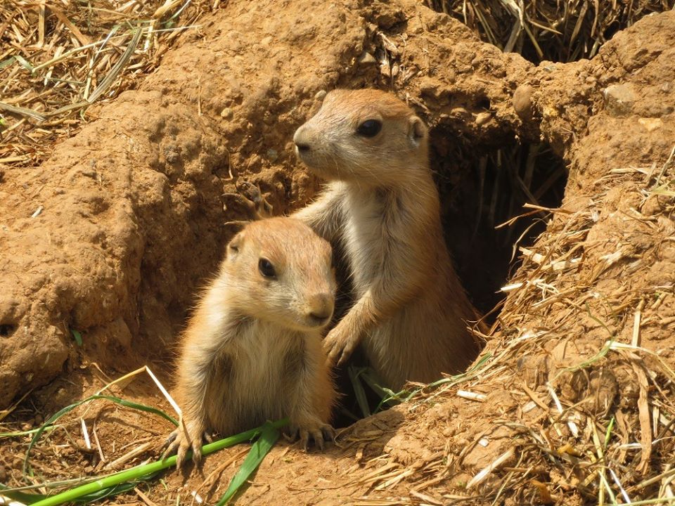 埼玉県こども動物自然公園 公式 最近巣穴から姿を出したプレーリードッグの赤ちゃんたち すくすく育っています 休園中の動物園水族館 プレーリードッグ T Co X0uv2c99lj Twitter