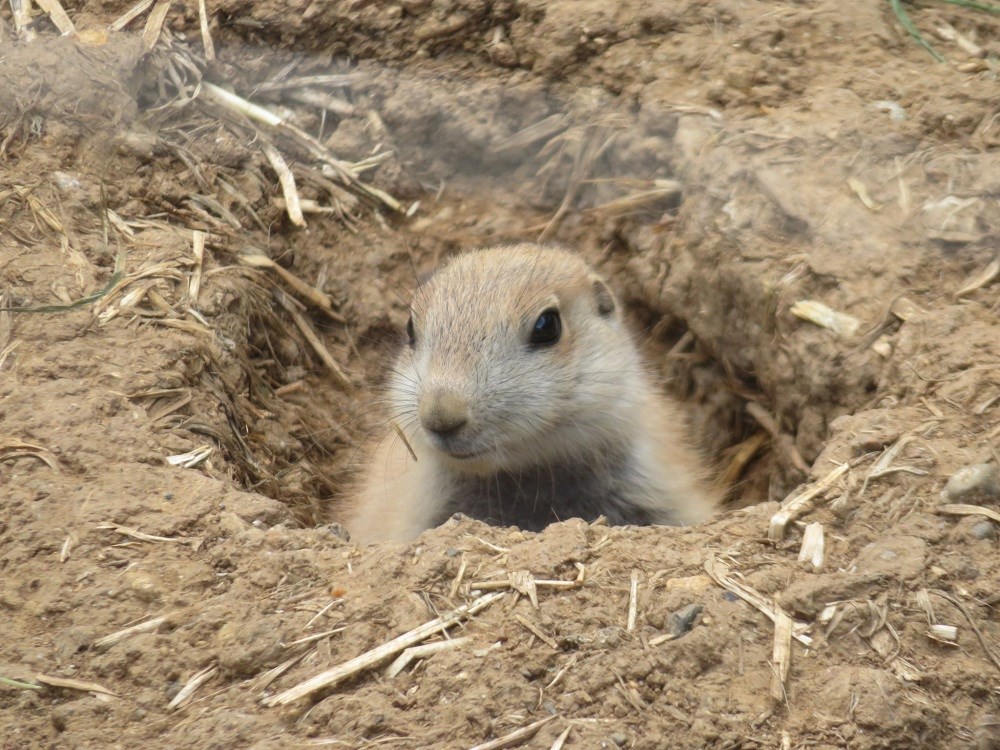 埼玉県こども動物自然公園 公式 最近巣穴から姿を出したプレーリードッグの赤ちゃんたち すくすく育っています 休園中の動物園水族館 プレーリードッグ T Co X0uv2c99lj Twitter