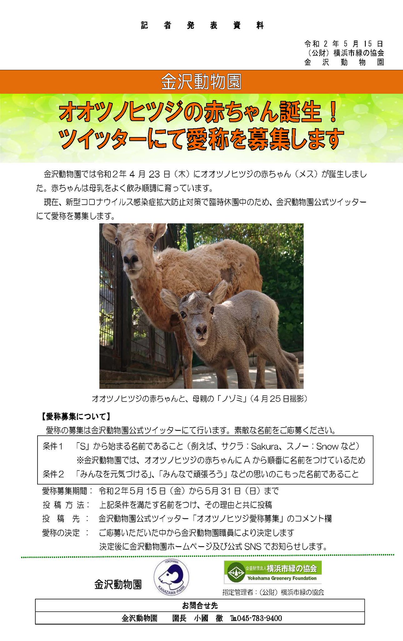 横浜市立金沢動物園 公式 オオツノヒツジ赤ちゃん誕生 ツイッターで愛称を募集します 添付資料の条件を満たす素敵な名前とその理由を コメント欄へお寄せください 期間は5月31日まで オオツノヒツジ 赤ちゃん誕生 愛称募集 金沢動物園 休園中 横浜市立金沢動物園 公式 オオツノヒツジ赤ちゃん誕生 ツイッターで愛称を募集します 添付資料の条件を満たす素敵な名前とその理由を コメント欄へお寄せください 期間は5月31日まで オオツノヒツジ 赤ちゃん誕生 愛称募集 金沢動物園 休園中